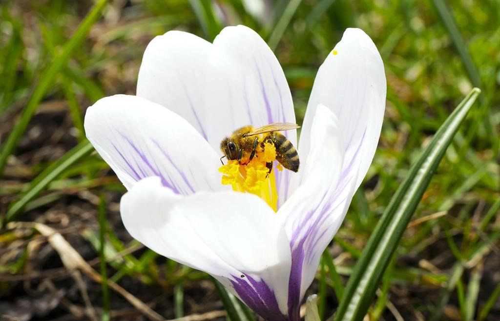 Le Parti québécois veut interdire des pesticides pour protéger les abeilles