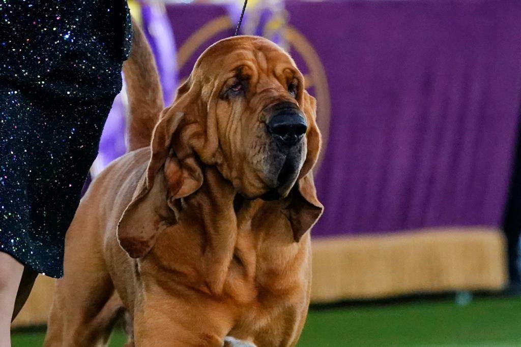 Un chien de Saint-Hubert remporte les grands honneurs du concours de Westminster