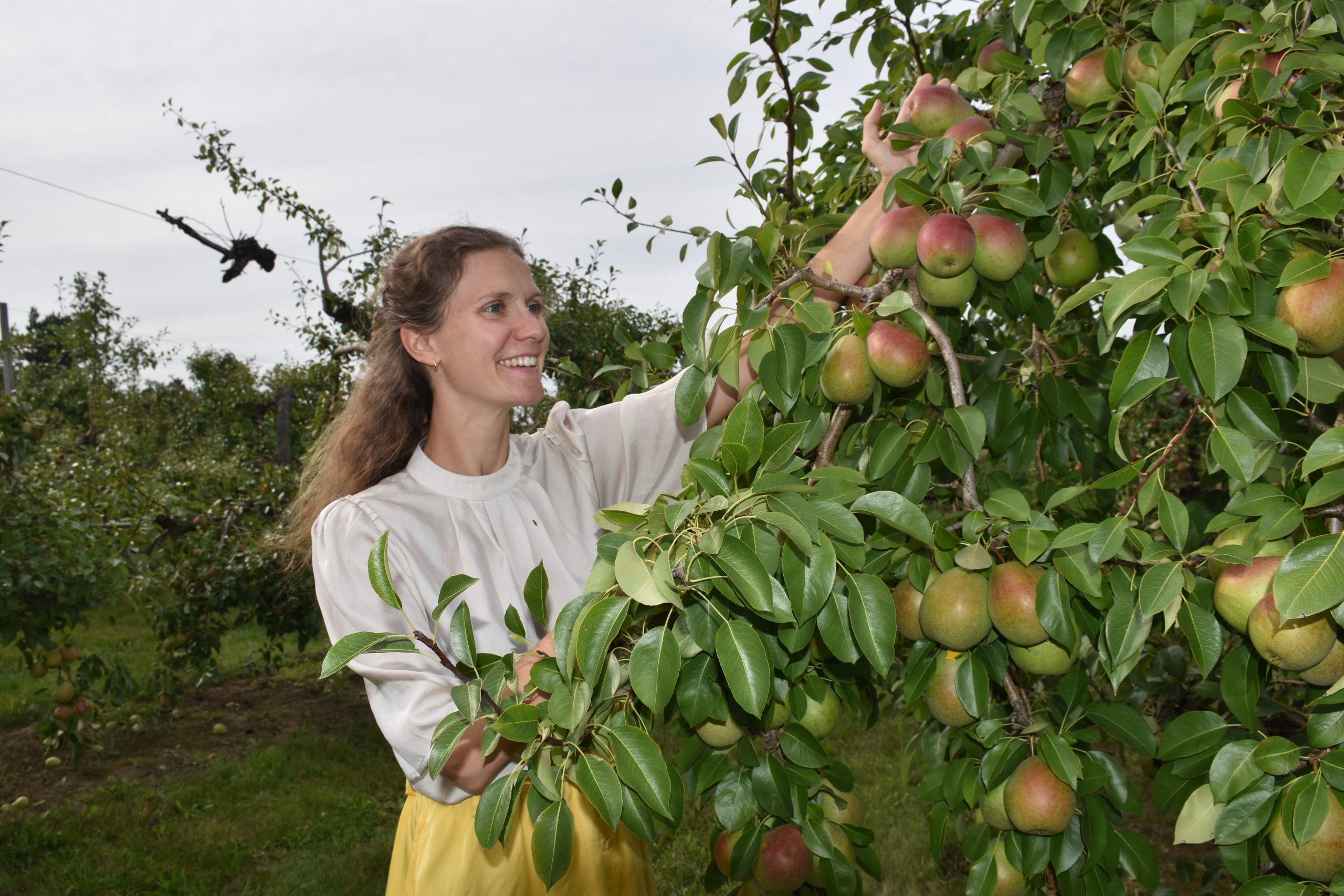 C'est aussi la saison des poires à Compton - Le Progrès de Coaticook